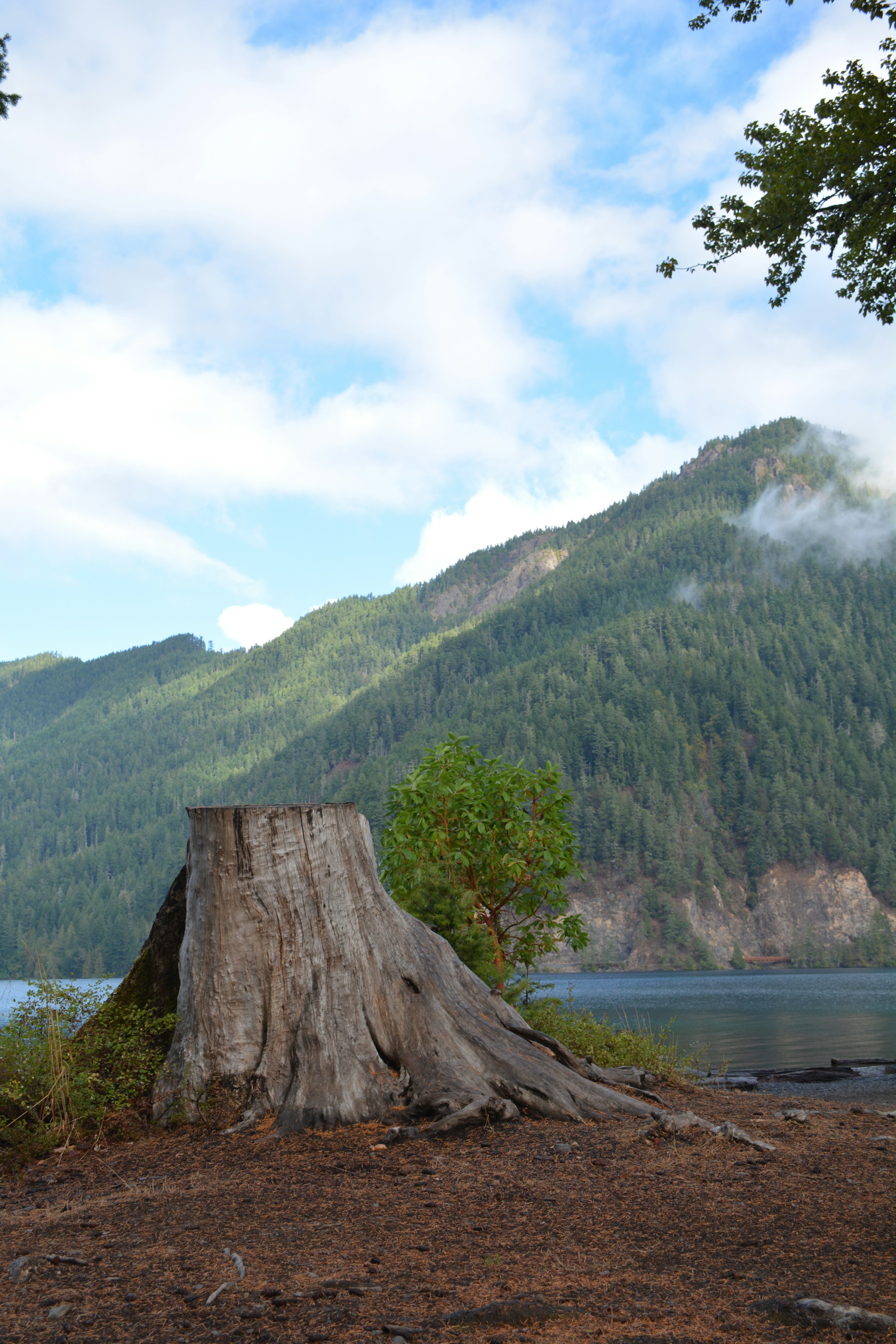 A large tree stump sitting on top of a dirt field | Source: Unsplash