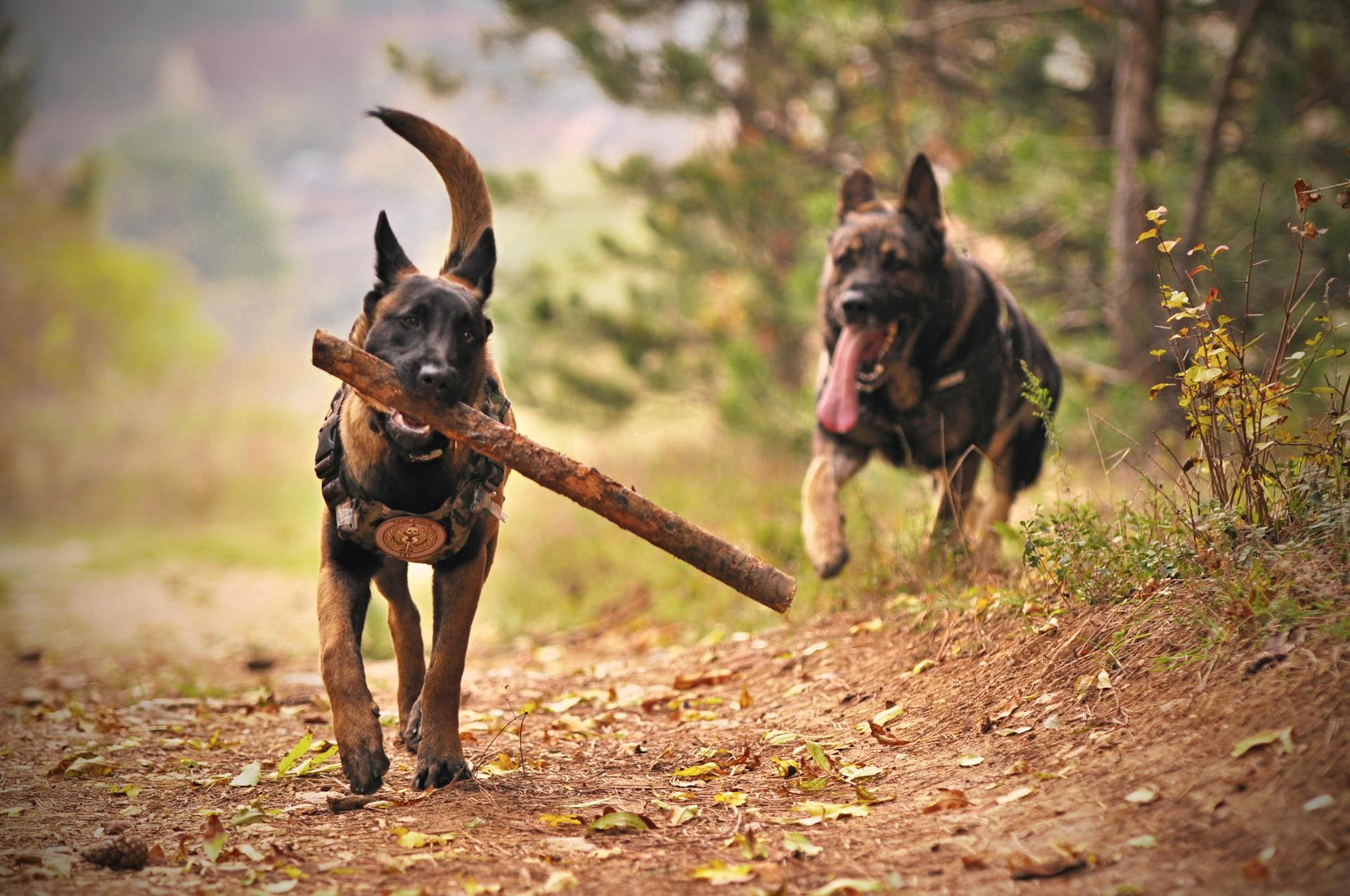 Two adult German Shepherds running on the ground | Source: Pexels