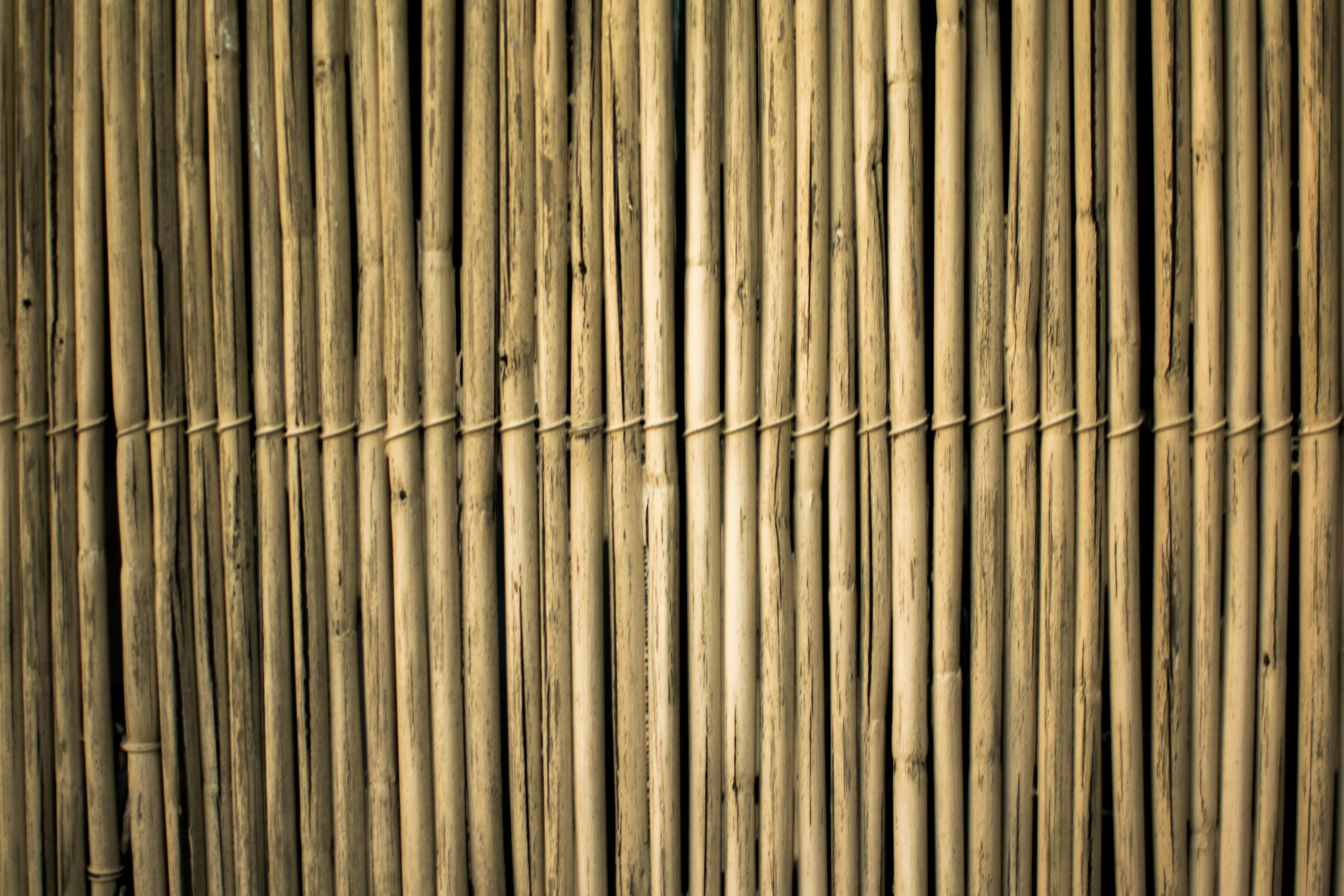 A bamboo fence | Source: Pexels