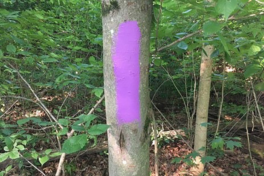 Purple paint on tree