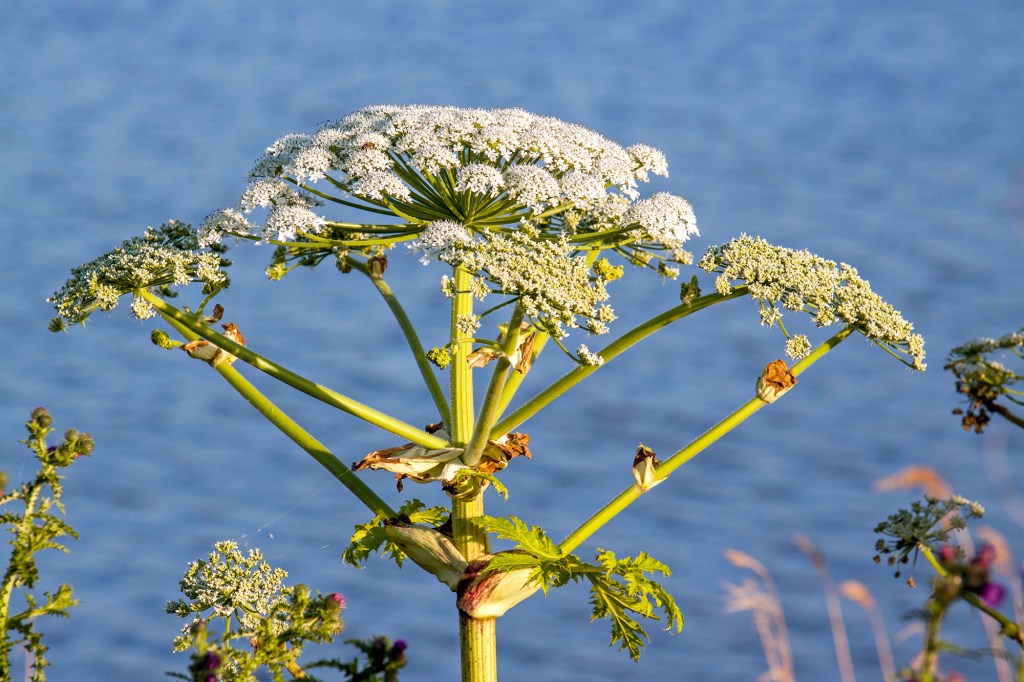 View of the hogweeds in a field.