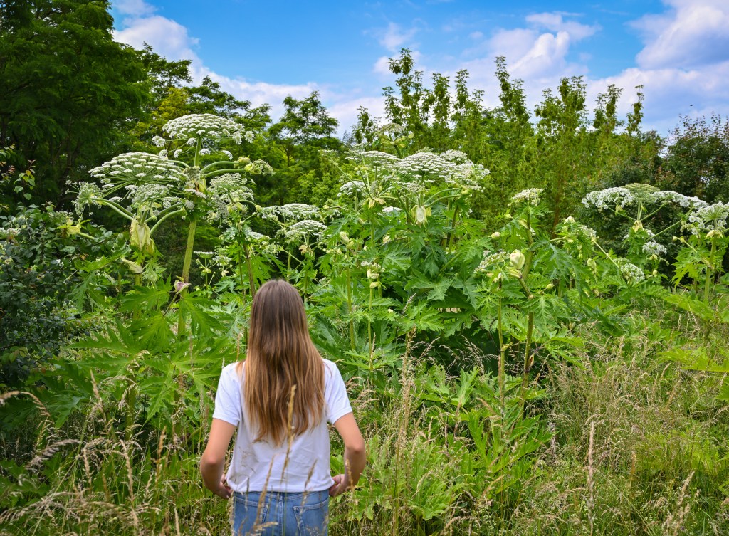 Giant Hogweed